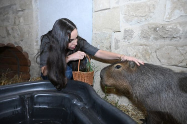 Leyla Əliyeva Şamaxıda “Capybara Azerbaijan” fermasında olub
