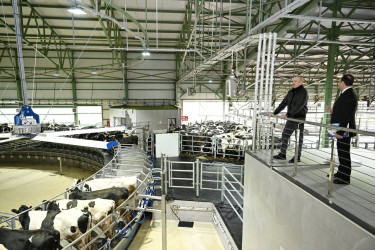 İlham Əliyev Şamaxıda "Şirvan Aqro" heyvandarlıq kompleksinin açılışında iştirak edib