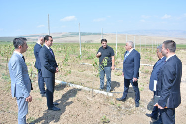 “Azərbaycan Respublikasında kənd təsərrüfatı, balıqçılıq və akvakultura məhsullarının istehsalı və emalı sahələrinin inkişafına dair 2026–2030-cu illər üçün Dövlət Proqramı”nın icrası ilə əlaqədar Şamaxı rayonunda həyata keçirilməsi nəzərdə tutulan işlərin monitorinqi keçirilib