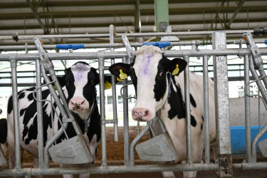 İlham Əliyev Şamaxıda "Şirvan Aqro" heyvandarlıq kompleksinin açılışında iştirak edib