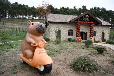 Leyla Əliyeva Şamaxıda “Capybara Azerbaijan” fermasında olub