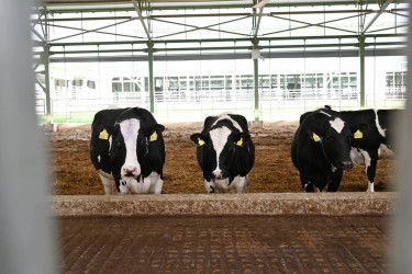 İlham Əliyev Şamaxıda "Şirvan Aqro" heyvandarlıq kompleksinin açılışında iştirak edib