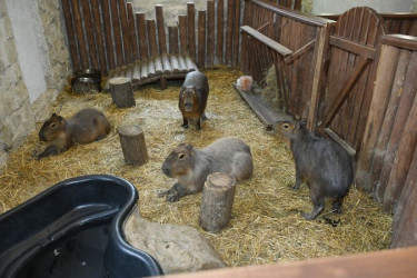 Leyla Əliyeva Şamaxıda “Capybara Azerbaijan” fermasında olub