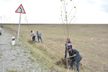 Şamaxıda ”Yaşıl dünya naminə həmrəylik ili” çərçivəsində ağacəkmə aksiyası davam edir