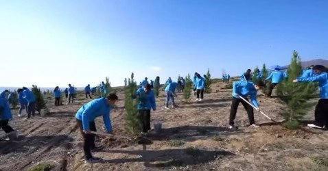 Heydər Əliyev Fondu və Türkiyənin Sıfır Atık Fondunun təşəbbüsü ilə Şamaxı rayonunda ağacəkmə aksiyası keçirilib