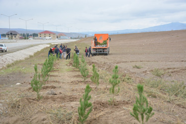 Şamaxıda ”Yaşıl dünya naminə həmrəylik ili” çərçivəsində ağacəkmə aksiyası davam edir