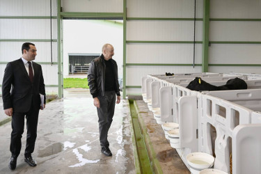 İlham Əliyev Şamaxıda "Şirvan Aqro" heyvandarlıq kompleksinin açılışında iştirak edib