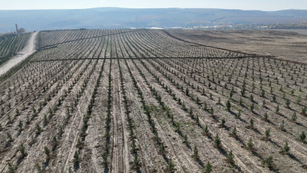 Heydər Əliyev Fondu və Türkiyənin Sıfır Atık Fondunun təşəbbüsü ilə Şamaxı rayonunda ağacəkmə aksiyası keçirilib